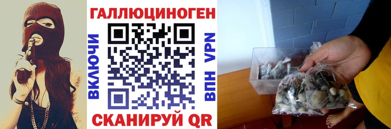 где можно купить   hydra зеркало  Псилоцибиновые грибы мицелий  Ишим 